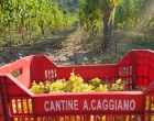 Vigneto-Fiano